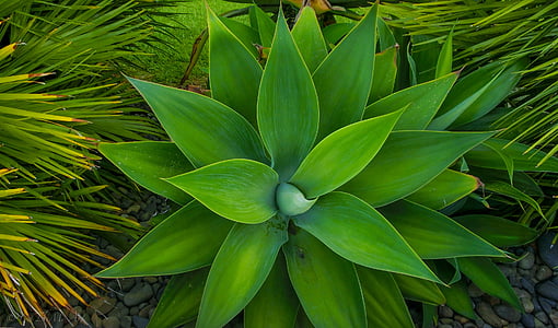 green leafed plants surrounded with palm plants thumbnail