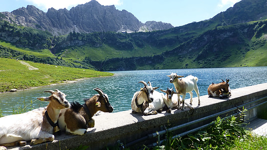 brown and white goats lying on edge wall at daytime thumbnail