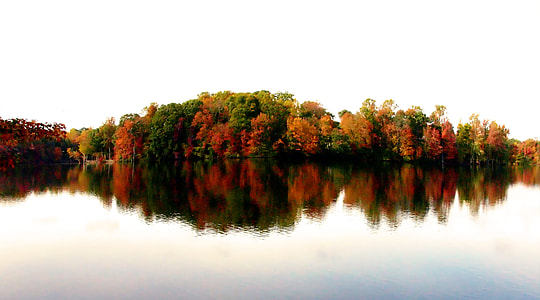 photography of orange and green trees near body of water at daytime thumbnail
