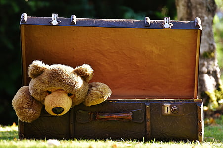 teddy bear inside brown chest box thumbnail