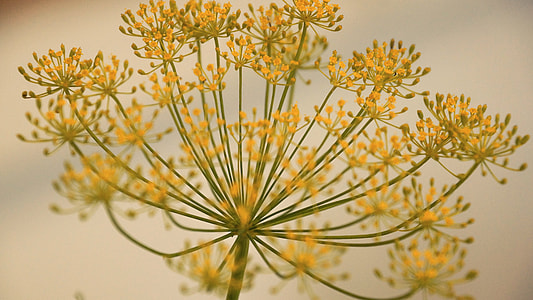 selective focus photography of yellow petaled flowers thumbnail