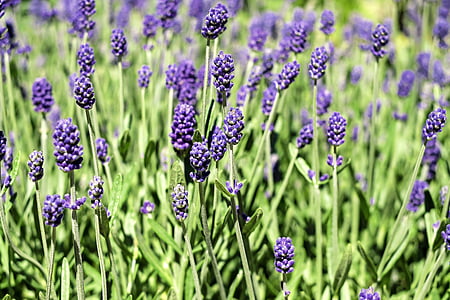 photo of lavender thumbnail