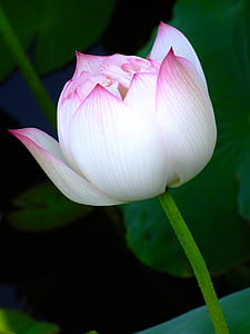 closeup photo of white petaled flower thumbnail
