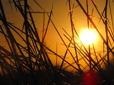 sunset, sunshine, silhouette, grasses thumbnail