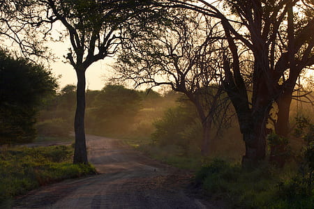 forest pathway thumbnail