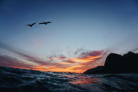 silhouette photo of bird flying near body of water thumbnail