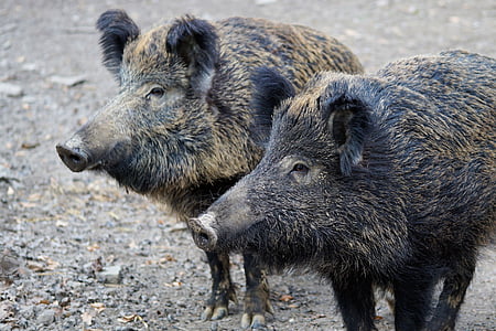 two black wild boars thumbnail