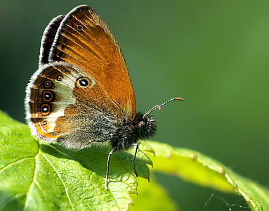 selective macro photography of brown, gray, and white butterfly perched on green leaf thumbnail