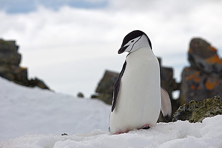 Penguin on Top of Snow Wildlife Photography thumbnail