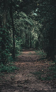 empty dried leaves pathway inside forest during daytime photo thumbnail