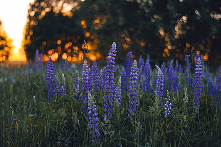 close-up photography of purple petaled flowers thumbnail