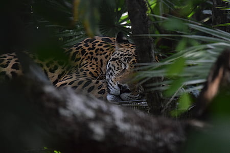 leopard laying beside plant thumbnail
