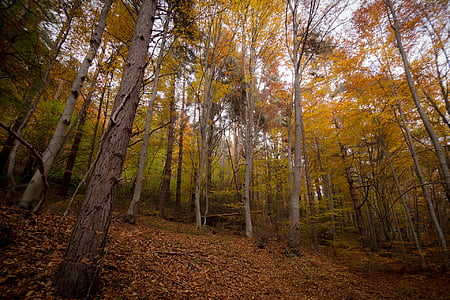 low angle view of trees thumbnail