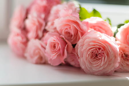 Selective Focus Photography of Pink Peony Flowers thumbnail