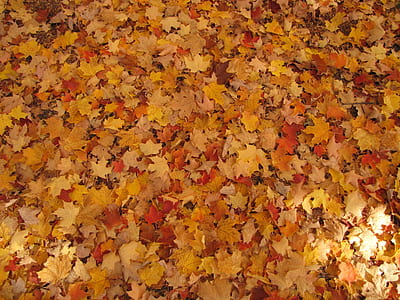 dried maple leaves thumbnail