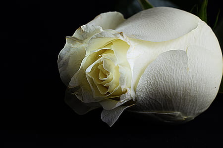 close-up photography of white rose in bloom thumbnail
