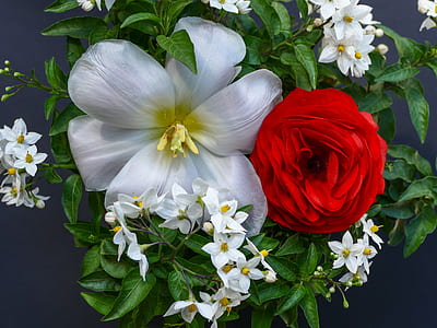 closeup photo of white and red petaled flowers thumbnail