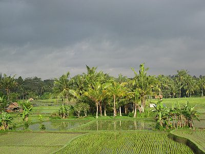 tree and grass covered field during day thumbnail