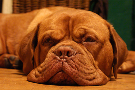 Brown Orange Bulldog lying down thumbnail