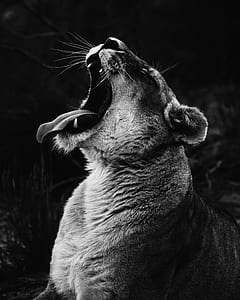 roaring tigress in grayscale photography thumbnail