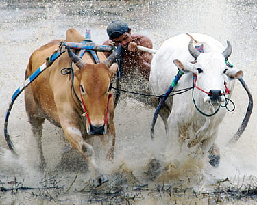 man between brown and white cattle thumbnail