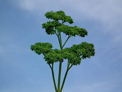 green leaf plant during daytime thumbnail