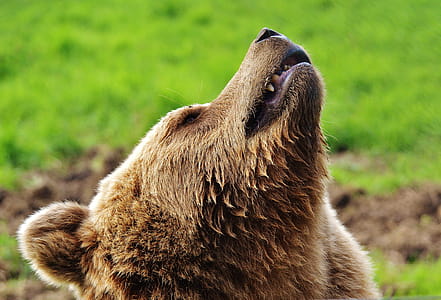 Brown Bear Lying on Green Lawn Grass thumbnail