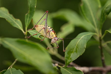 nature, animal, blur, leaves thumbnail