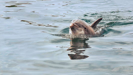 gray dolphin inbody of water during daytime thumbnail
