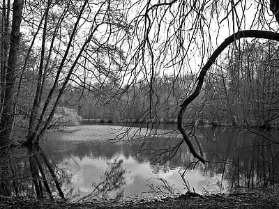 grayscale photo of lake near forest thumbnail