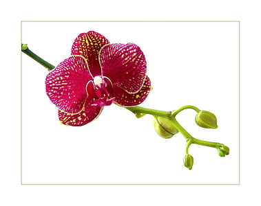 selective focus photography of red orchid flower thumbnail