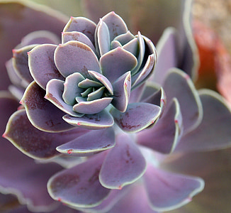 succulent plant thumbnail