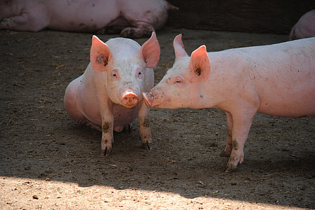two pink pigs thumbnail