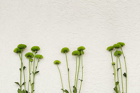 Green Flowers On White Texture Photo thumbnail