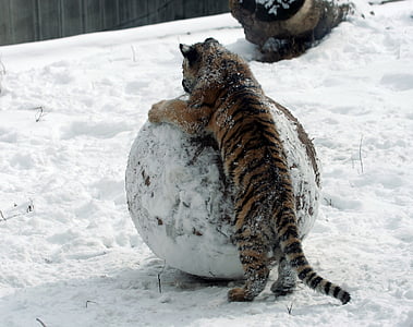 tiger cub leaning on snow ball thumbnail