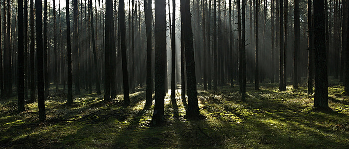 silhouette of trees during daytime thumbnail