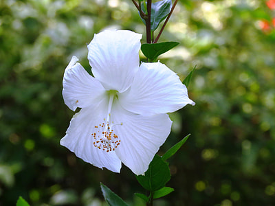 white Hibiscus flower thumbnail