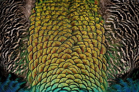 green and blue peacock feather wallpaper thumbnail