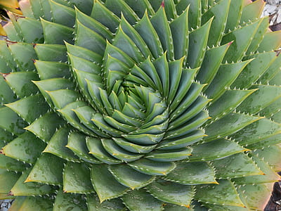 close up photo of green succulent plant thumbnail