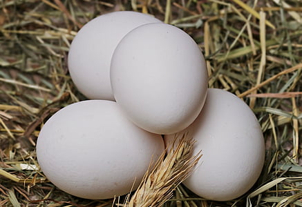 four white eggs thumbnail
