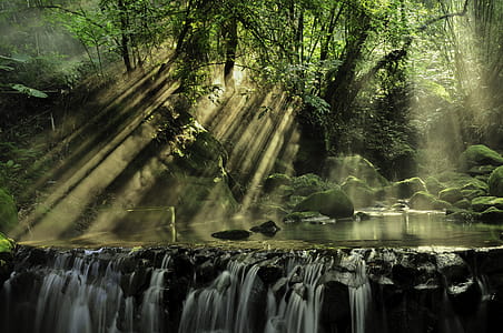 Scenic View of Rainforest thumbnail