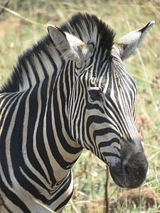 close up photo of zebra thumbnail