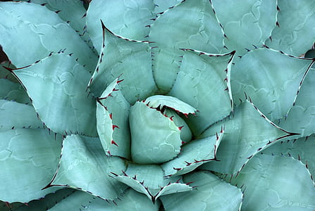closeup photo of succulent plant thumbnail