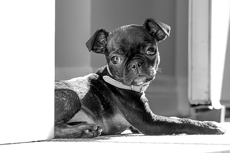 black pug puppy inside the room thumbnail