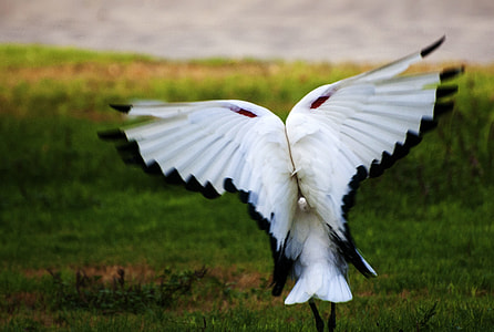 white and black bird on focus photo thumbnail