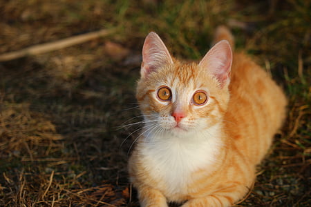 orange Tabby cat thumbnail