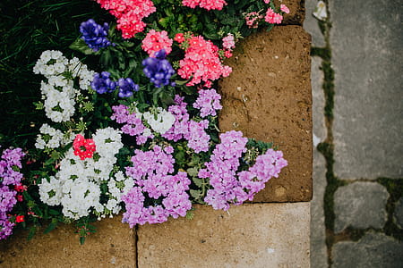 Flower shop in Castelfranco Veneto, Italy thumbnail