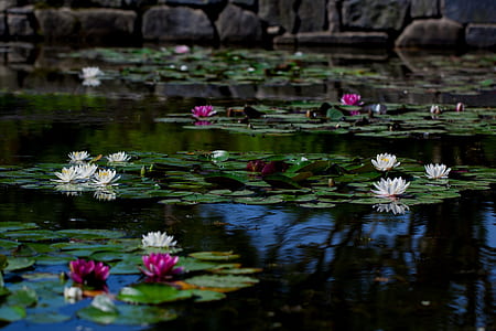 white lily on body of water thumbnail