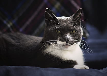 Green Eyed Grey Cat Photo thumbnail