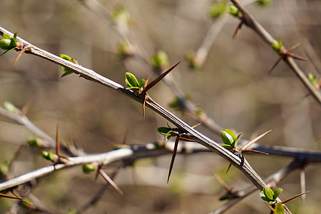 green leafed plant with thorns thumbnail